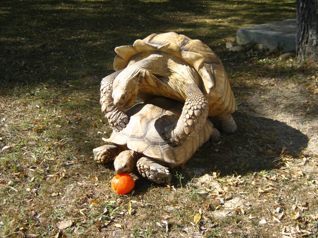 Après l'orgie de figues.....celle des kakis Kaki_111