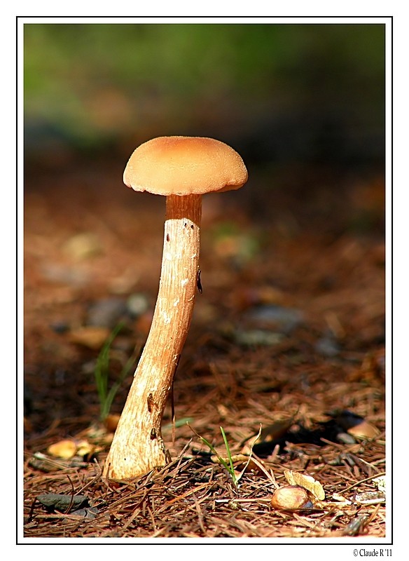 Champignon Champi10