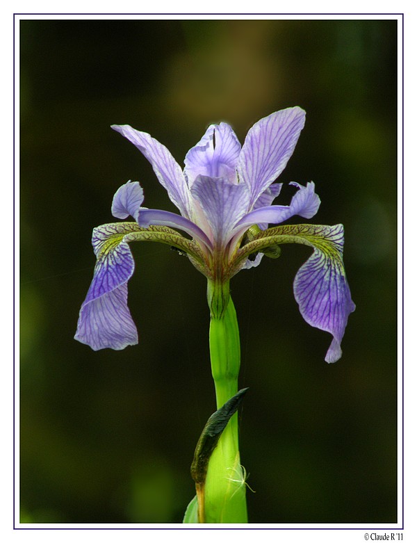 Iris versicolore P6260210