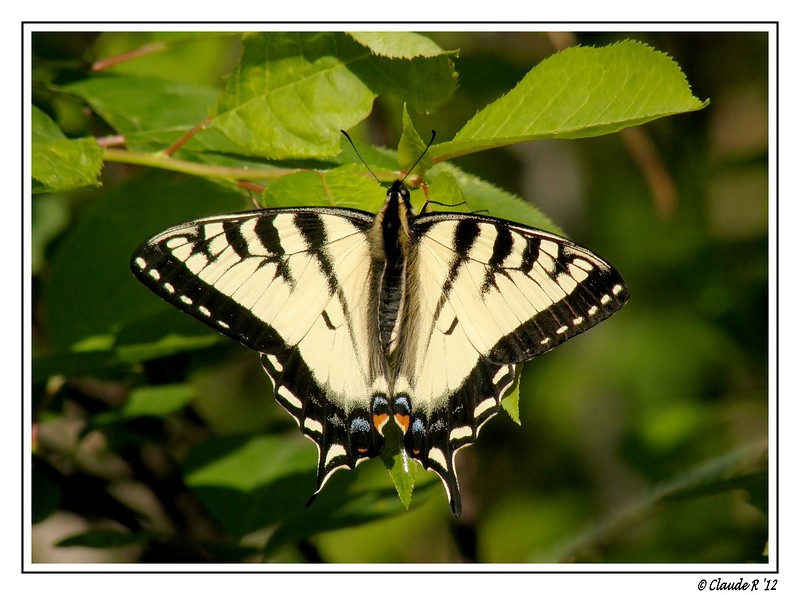 Papillon tigré du Canada Papill10