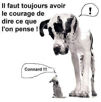 photo drole - Page 28 Chien10