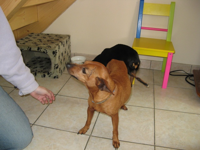 (SAUVETAGE) SABLE, croisé pinscher, 11ans - M 2009-011