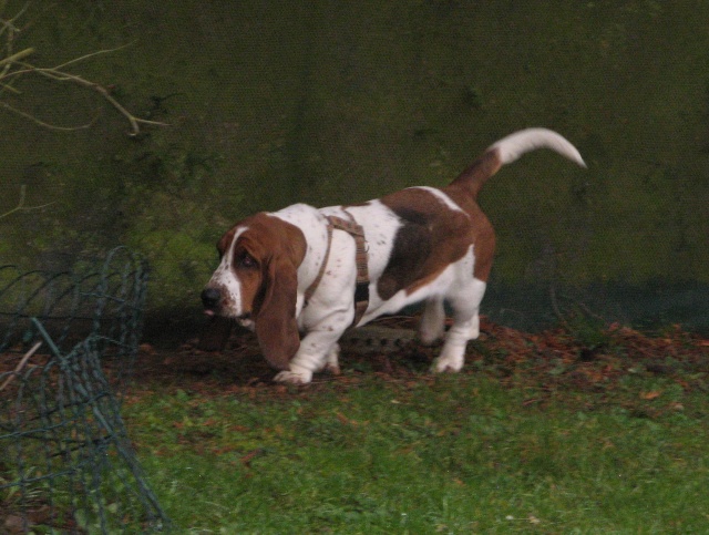 LADY, type basset hound, 14 mois, F 2011-120