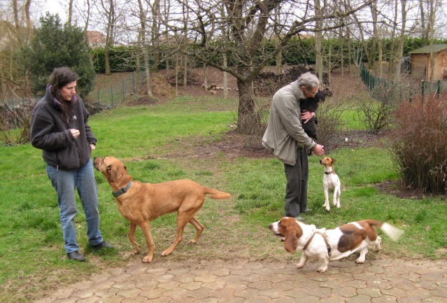 LADY, type basset hound, 14 mois, F 2011-122