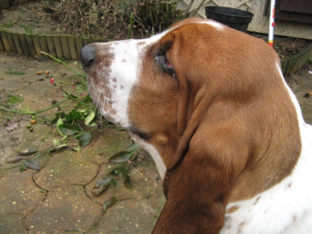 LADY, type basset hound, 14 mois, F 2011-123