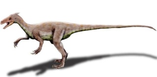 Ornitholestes Ornith11