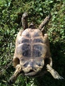 Identification sous espece : tortue grecque Petit_12