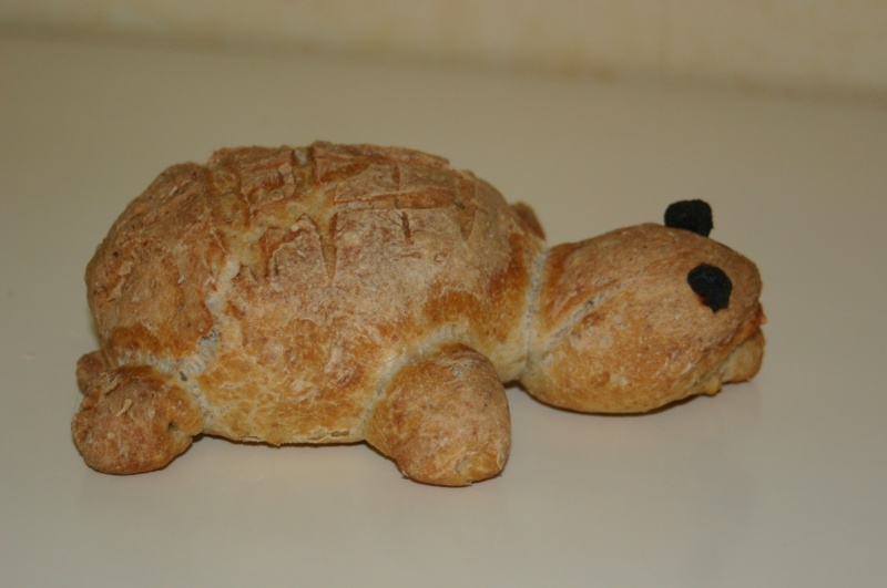 tortue Img_6715