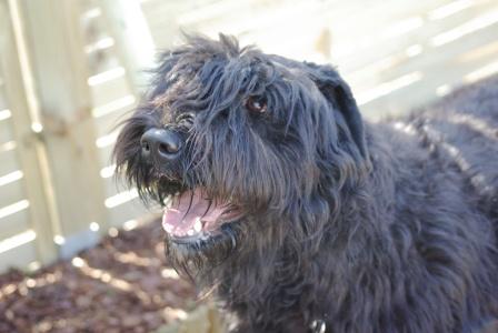 le bouvier des flandres ou plus communment LE BOUBOU Imgp0412