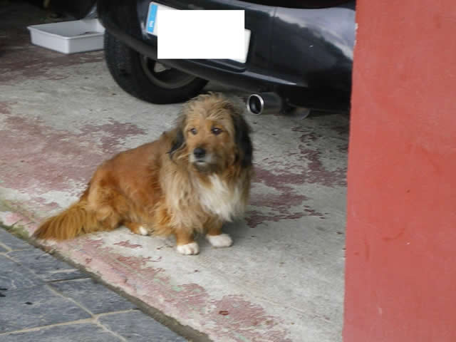 Dos perros perdidos por la zona de Campolongo, entre Miño y Pontedeume Mofli10