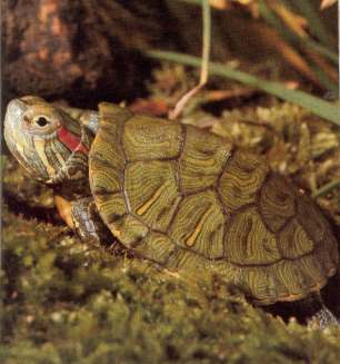 Trachemys scripta Tortue10