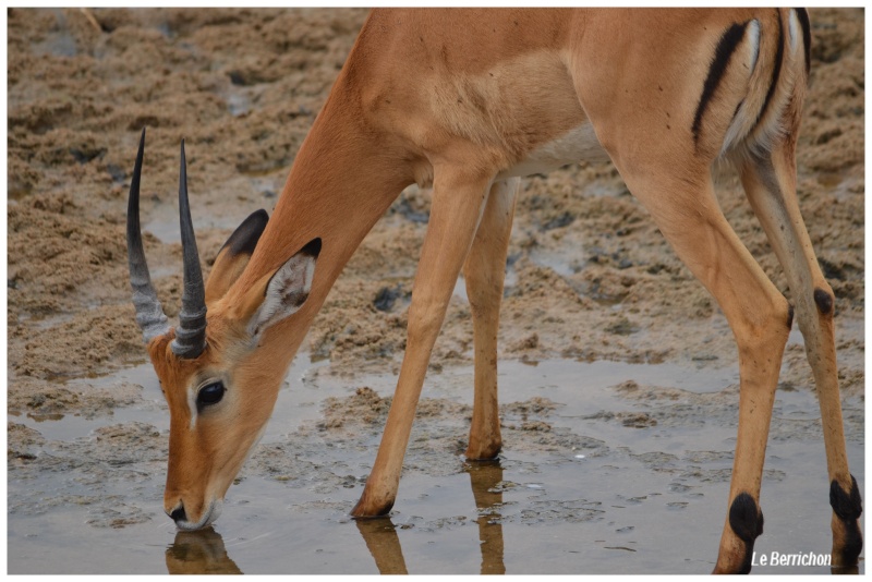 Safari photos en Tanzanie _dsc_116