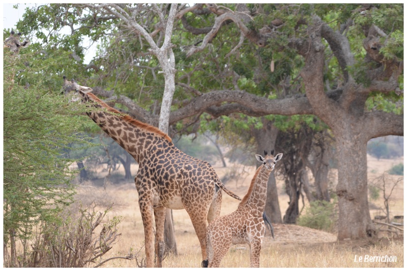 Safari photos en Tanzanie _dsc_123