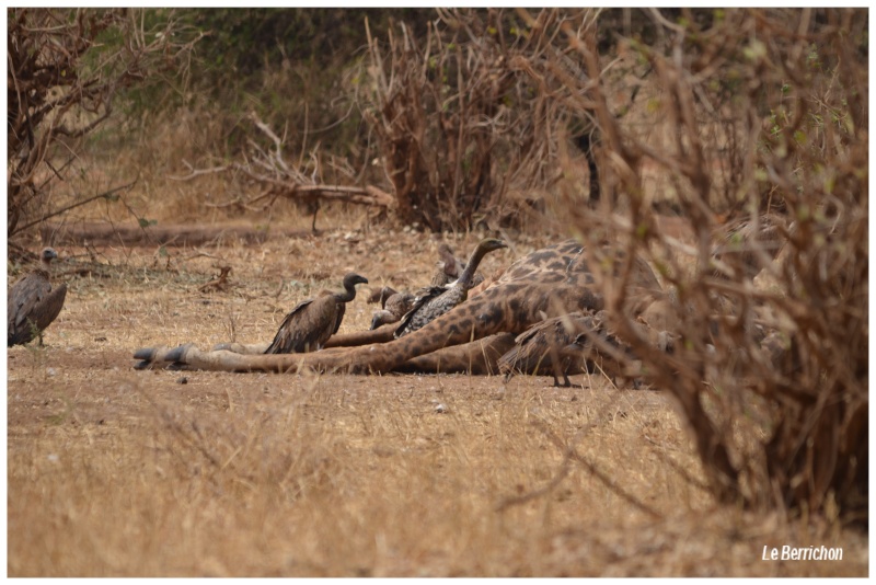 Safari photos en Tanzanie _dsc_124