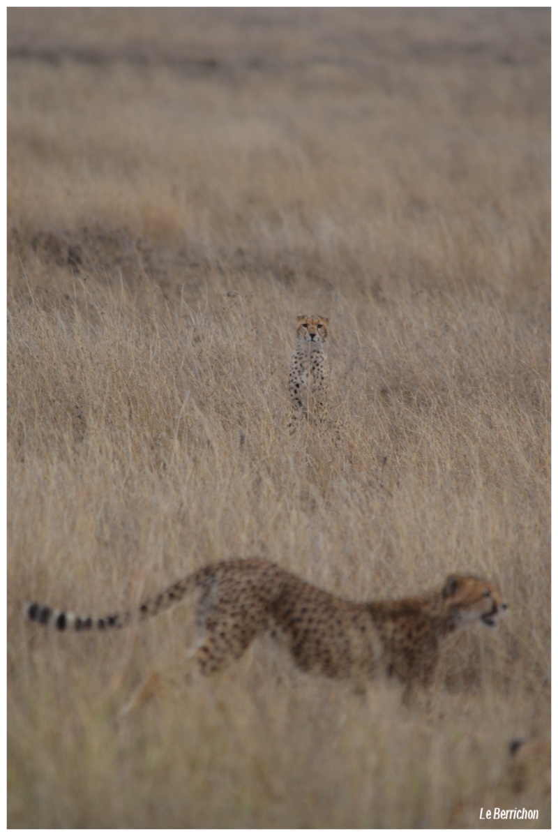 Safari photos en Tanzanie - Page 5 _dsc_160