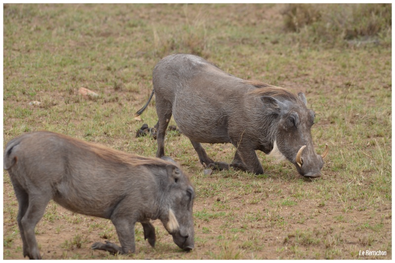 Safari photos en Tanzanie - Page 5 _dsc_165