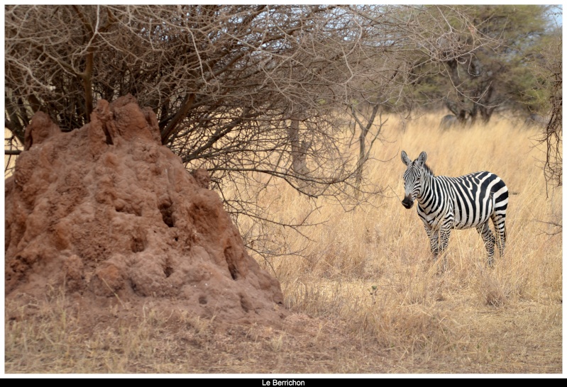 Safari photos en Tanzanie - Page 6 _dsc_180