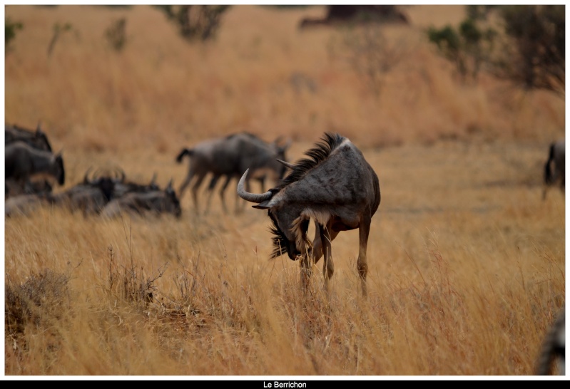 Safari photos en Tanzanie - Page 6 _dsc_181