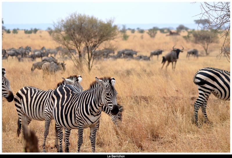 Safari photos en Tanzanie - Page 6 _dsc_182