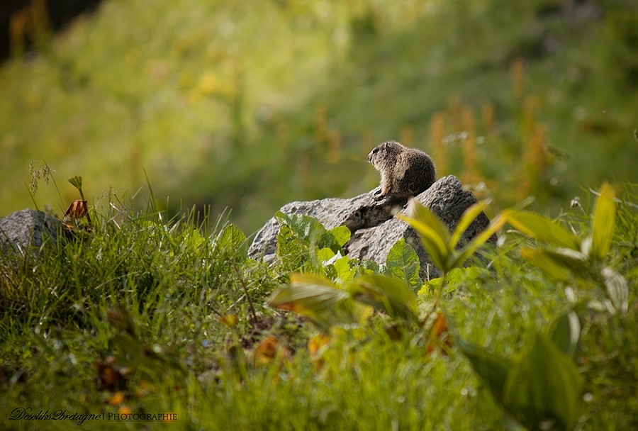 Aux aguets Marmot14