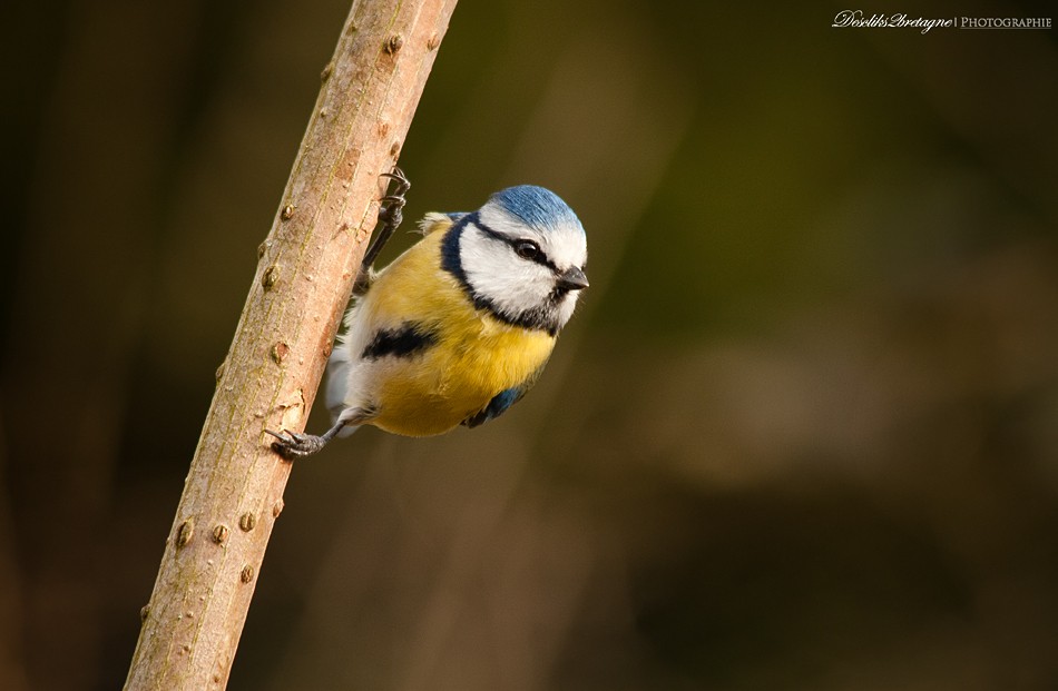 3 h d'affut dans le jardin MAJ 1 Masang12