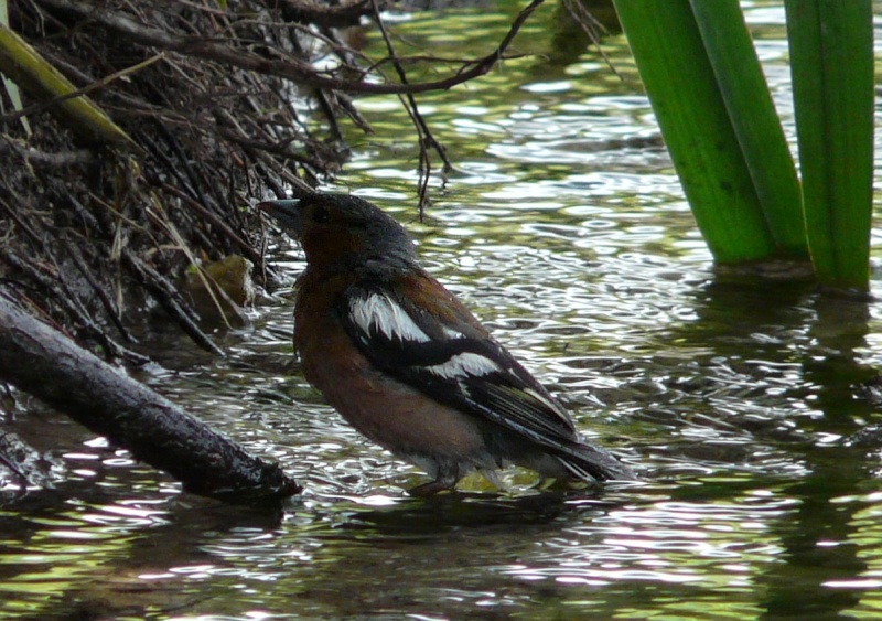 L'heure du bain. Oiseau10