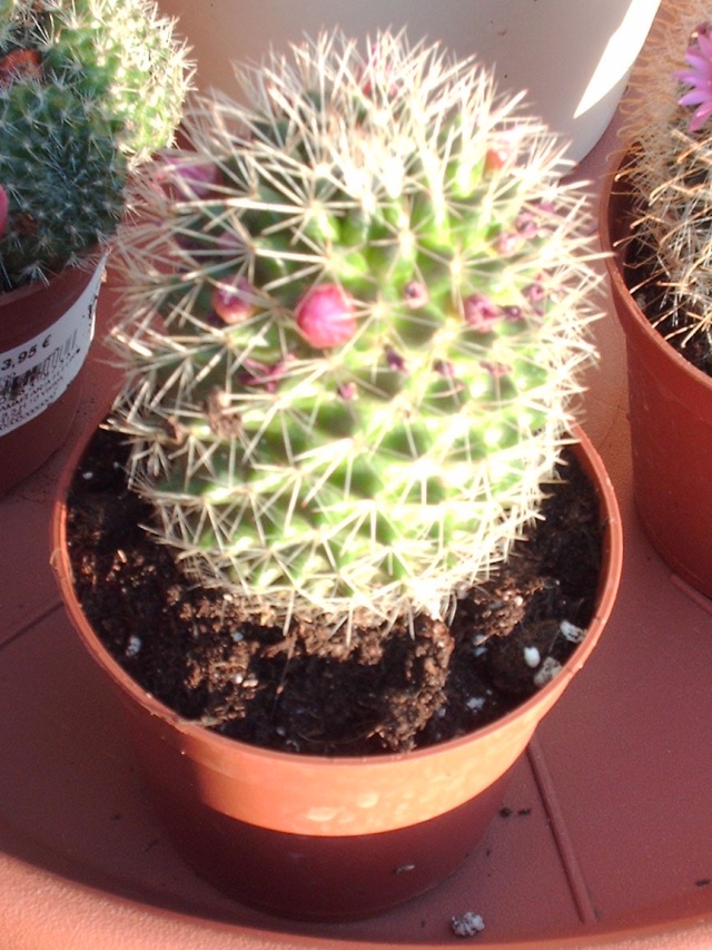 Cactus à identifier Dossi221