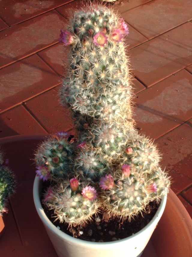 Cactus à identifier Dossi223