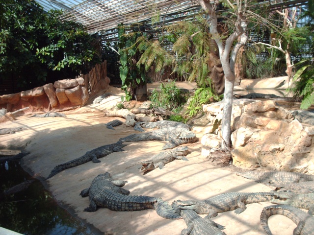 La ferme aux crocodiles Dossi277