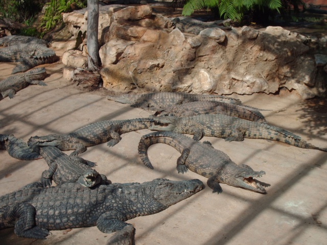 La ferme aux crocodiles Dossi278