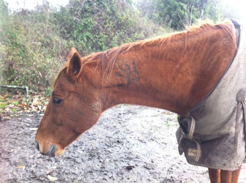 Concours N°12 : les chevaux les plus boueux  Img_2112