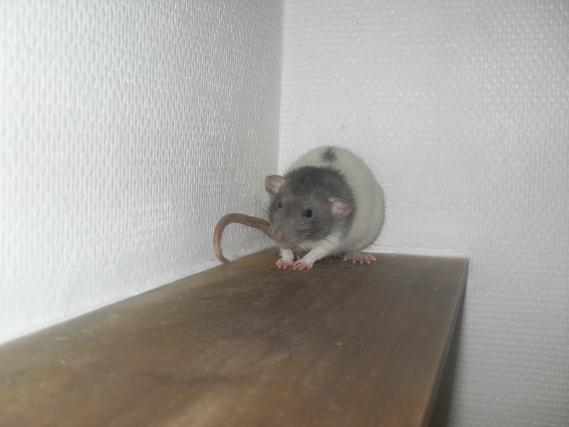 Remis a l'adoption deux ratons en FA 7_mars14