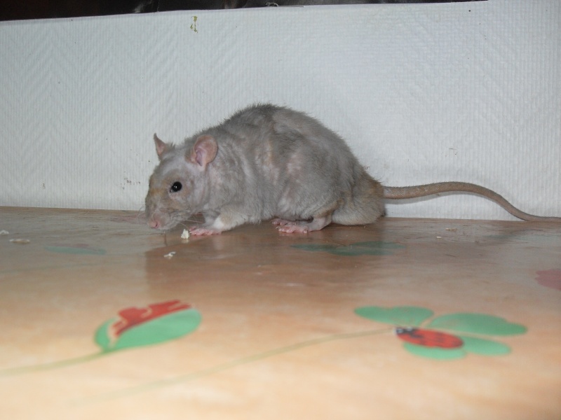 Mes rats disparu depuis 2006 Calvit11