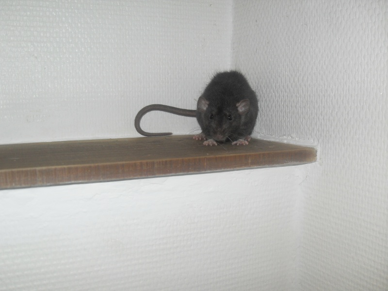 Remis a l'adoption deux ratons en FA Le_7_m18