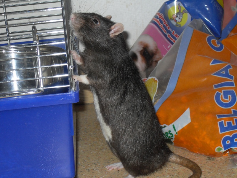 Mes rats disparu depuis 2006 Lilo_a16