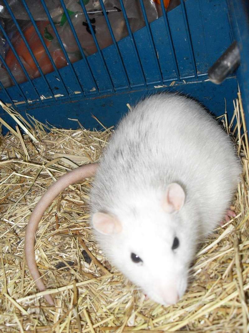 Mes rats disparu depuis 2006 Ovule_10