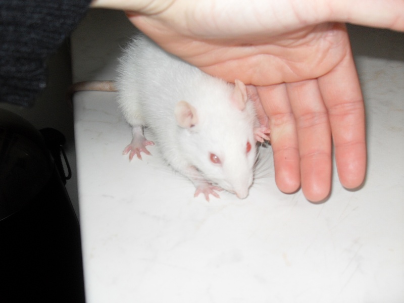 Mes rats disparu depuis 2006 Pepita11