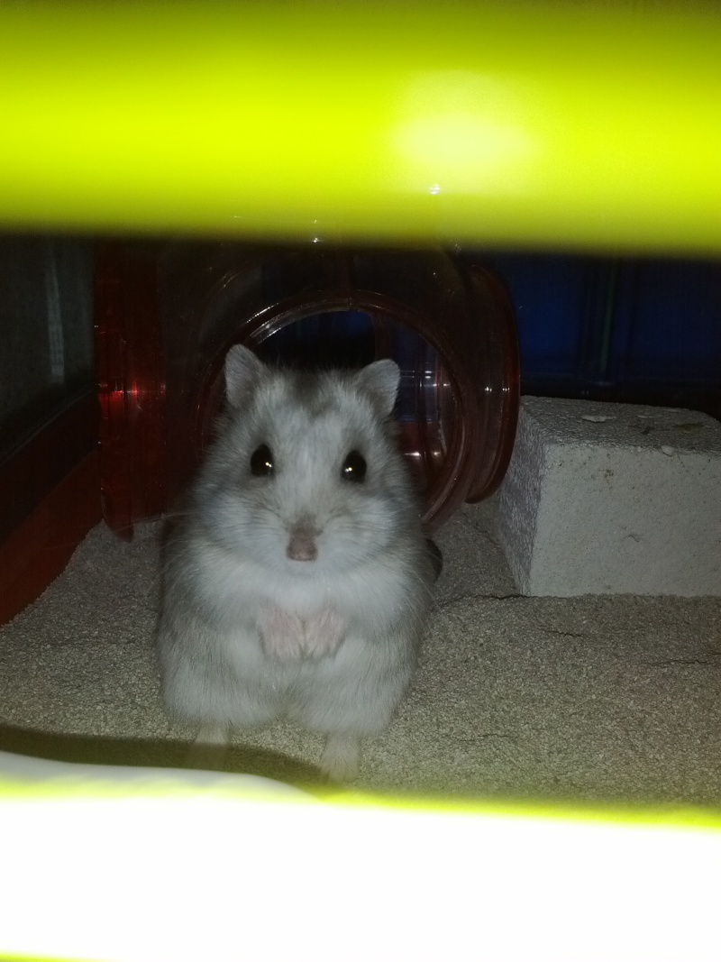 Ma petite trouvaille d'hier... - Photos & Vidéos de nos hamsters - Nimo