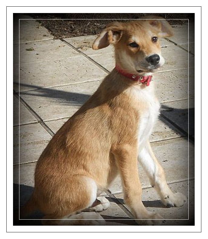 nicay ( chiot)  RDE adopte Nicay311