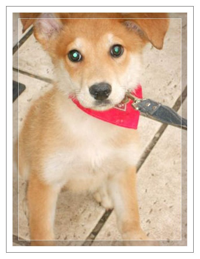 nicay ( chiot)  RDE adopte Nicay510