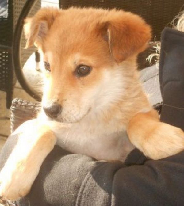 nicay ( chiot)  RDE adopte Nikay10