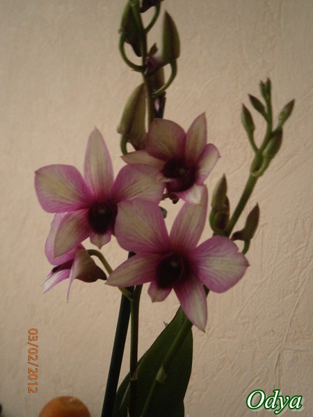 Phalaenopsis - Page 24 02_03_18