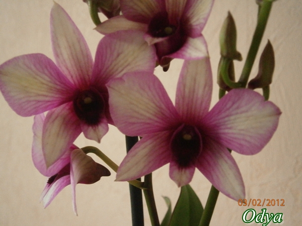 Phalaenopsis - Page 24 02_03_19