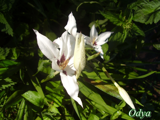 Glaïeul d’Abyssinie ou Acidanthera ou gladiolus murielae 2011_054