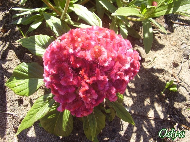 Drole de fleur rouge! Celosia cristata 2011_057