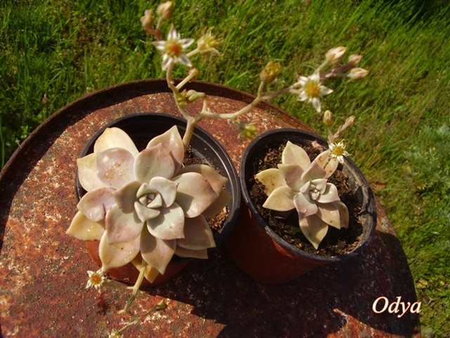 Succulentes !!! /// Echeveria & Graptopetalum paraguayense  !!! - Page 2 2011_a10