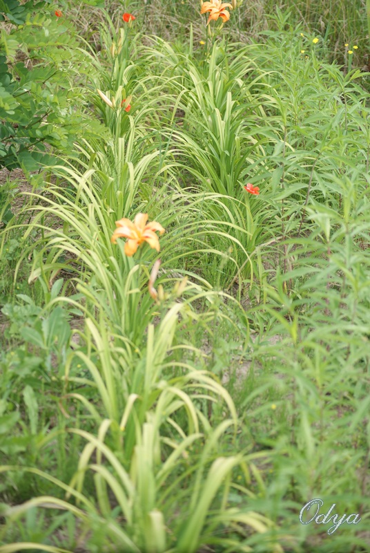 Hemerocalle,Hemerocallis - Page 16 2012_105