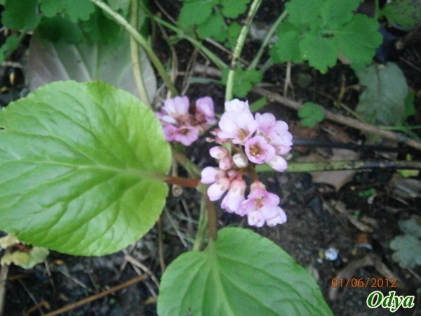 Bergenia - Page 2 2012_j20