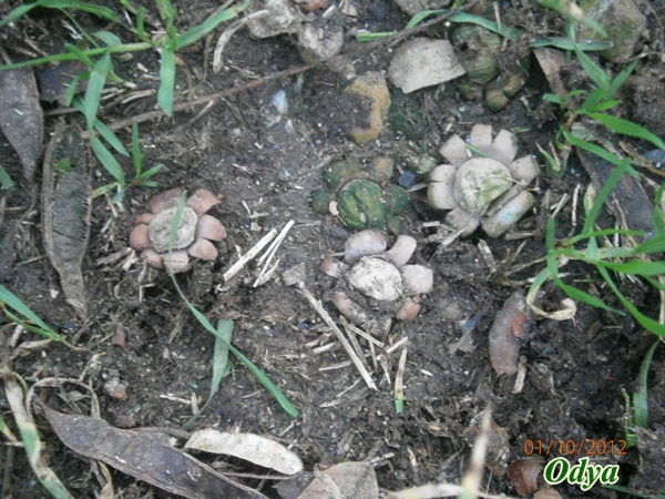 reconnaitre les champignons - Page 10 2012_j37