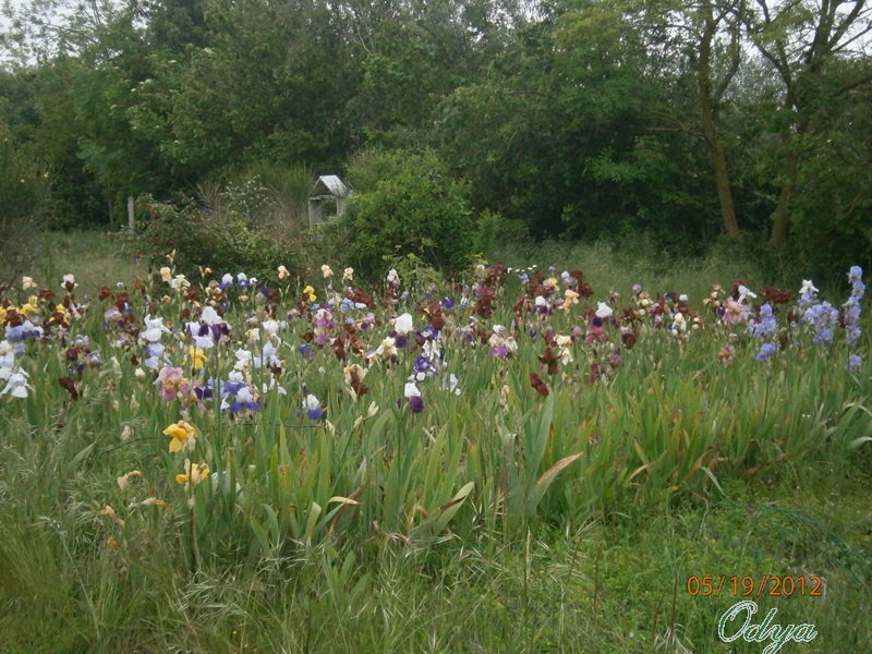 Iris 2012 - Page 12 Aa_20106